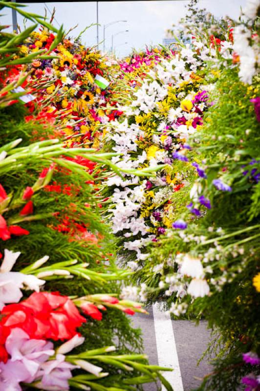 Desfile de Silleteros, Feria de las Flores, Medell...