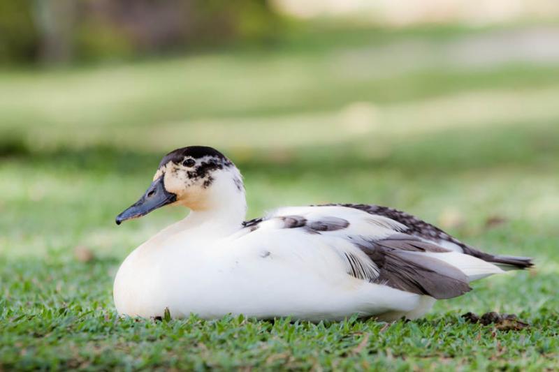 Anas platyrhynchos domesticus