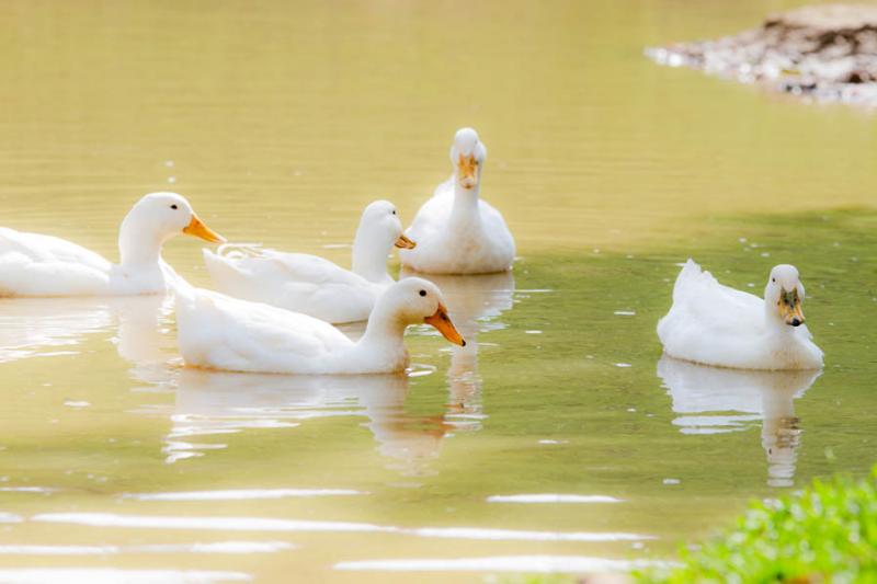 Patos Domesticos