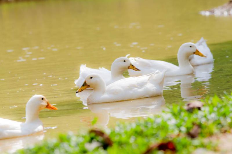 Patos Domesticos