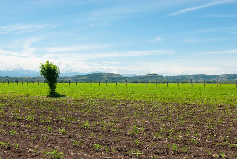 Cultivo de Maiz, San Sebastian de Mariquita, Mariq...