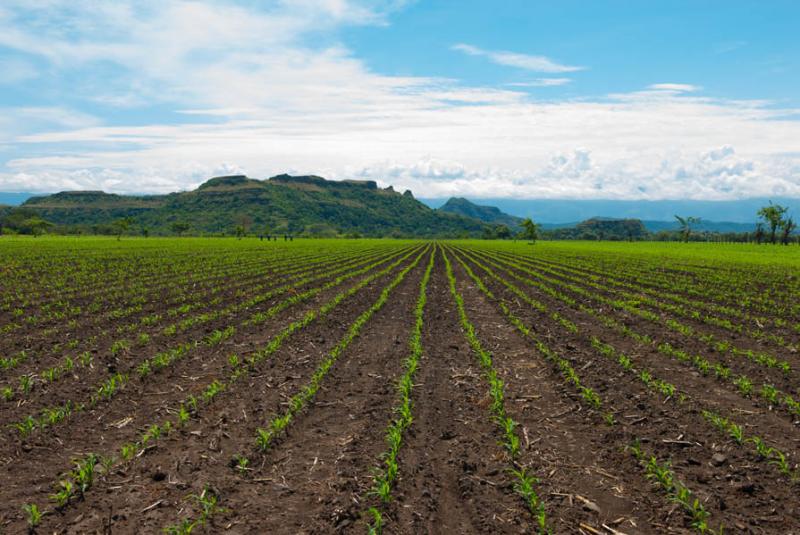 Cultivo de Maiz, San Sebastian de Mariquita, Mariq...