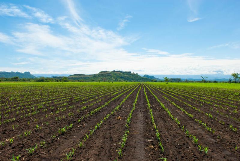 Cultivo de Maiz, San Sebastian de Mariquita, Mariq...