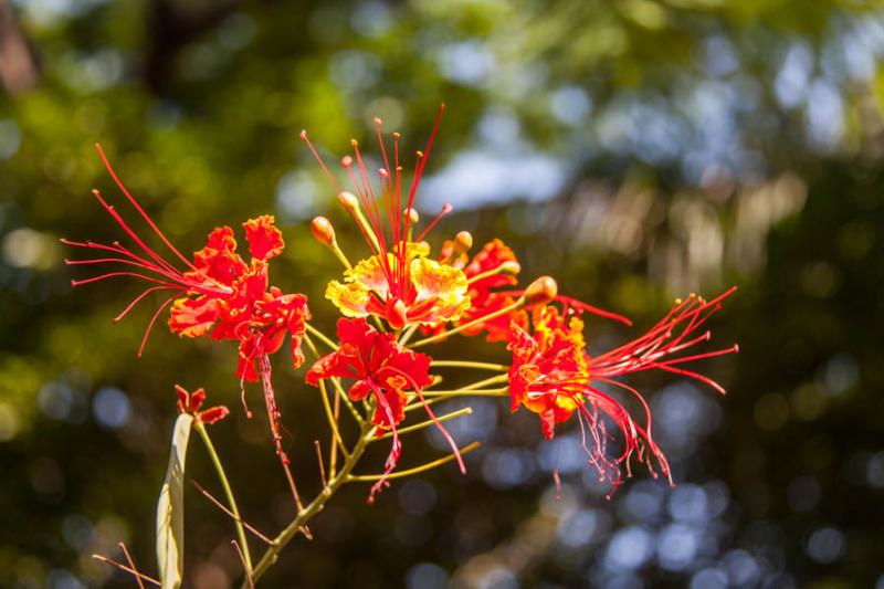 Caesalpinia pulcherrima