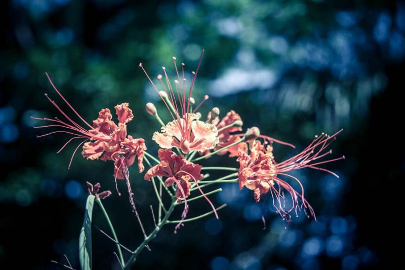 Caesalpinia pulcherrima