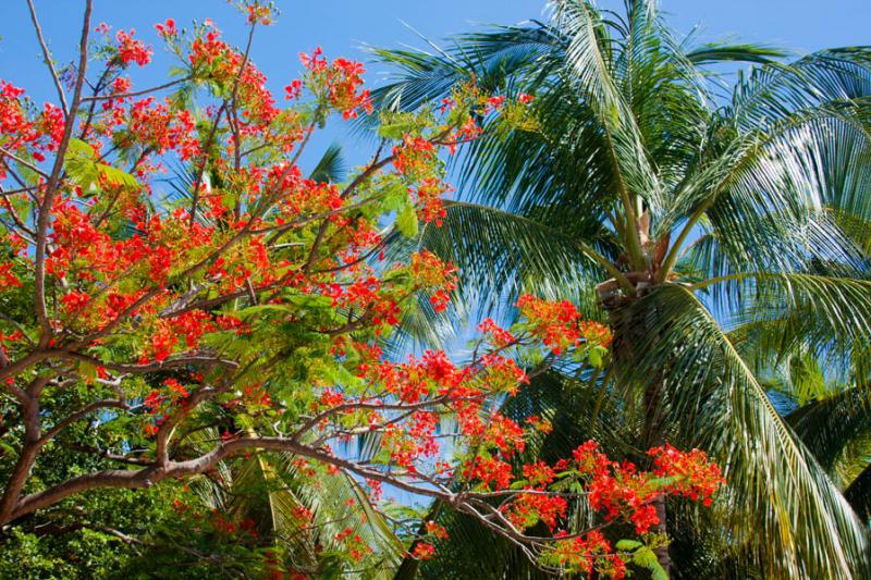 Caesalpinia pulcherrima