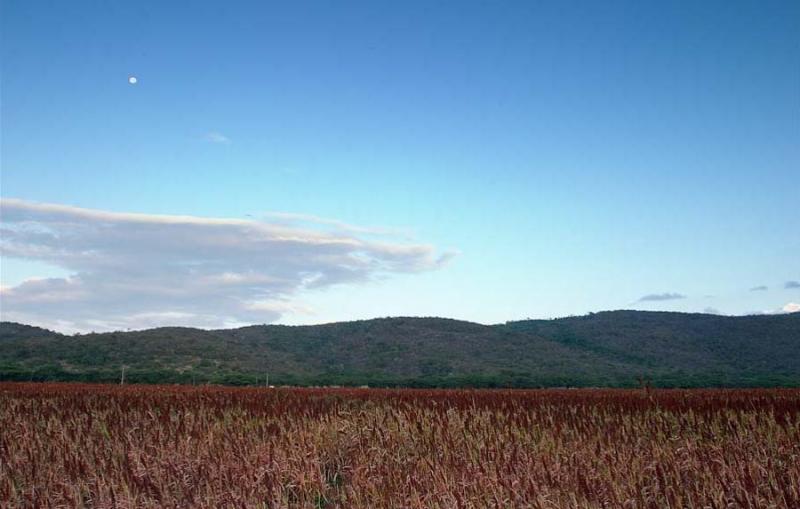 Cultivo en Cesar, Valledupar, Colombia