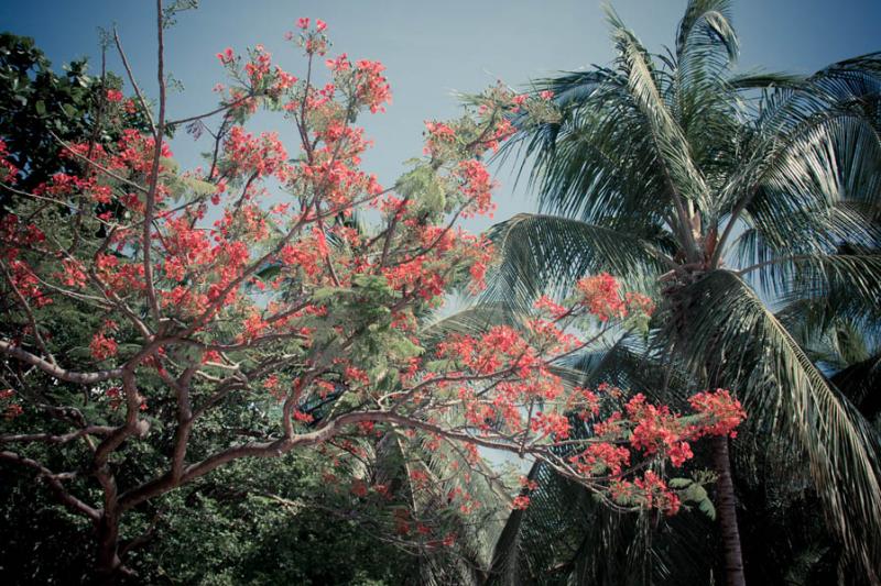 Caesalpinia pulcherrima