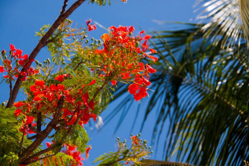 Caesalpinia pulcherrima