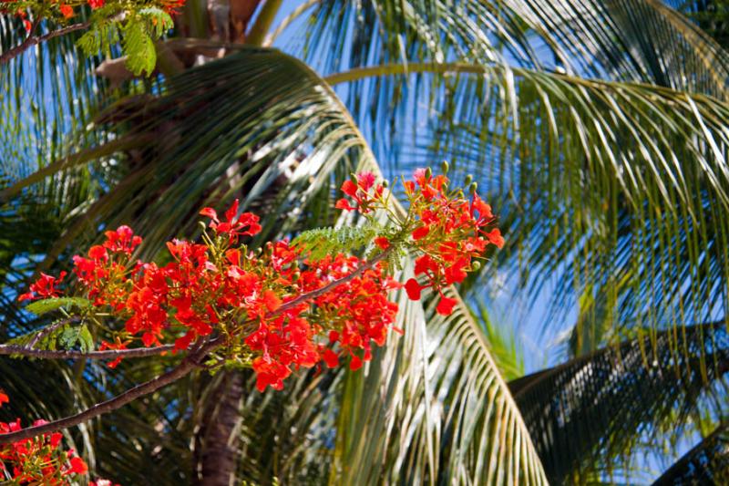 Caesalpinia pulcherrima