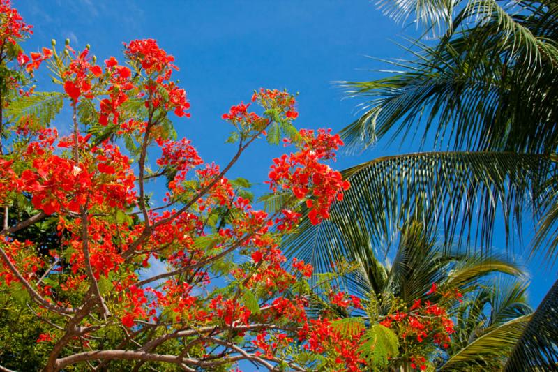 Caesalpinia pulcherrima