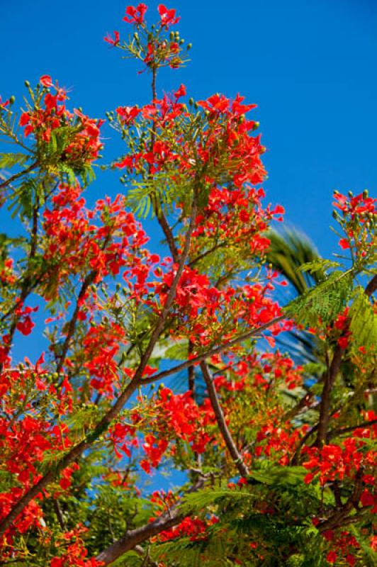 Caesalpinia pulcherrima