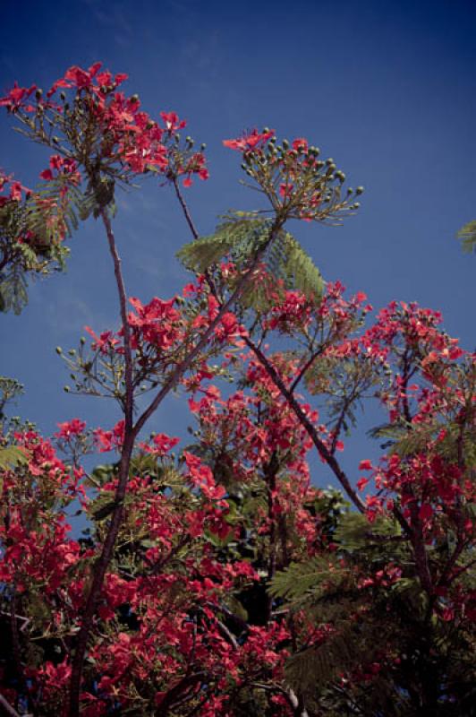 Caesalpinia pulcherrima