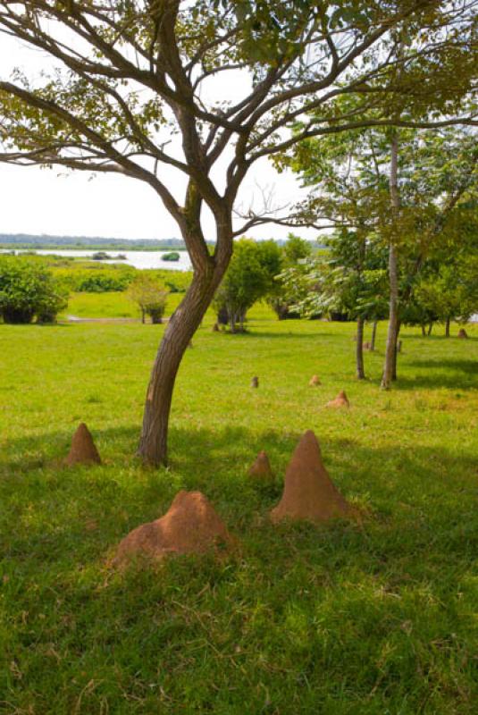 Paisaje en Cordoba, Monteria, Colombia