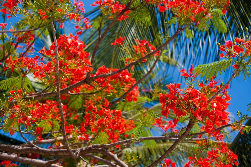 Caesalpinia pulcherrima