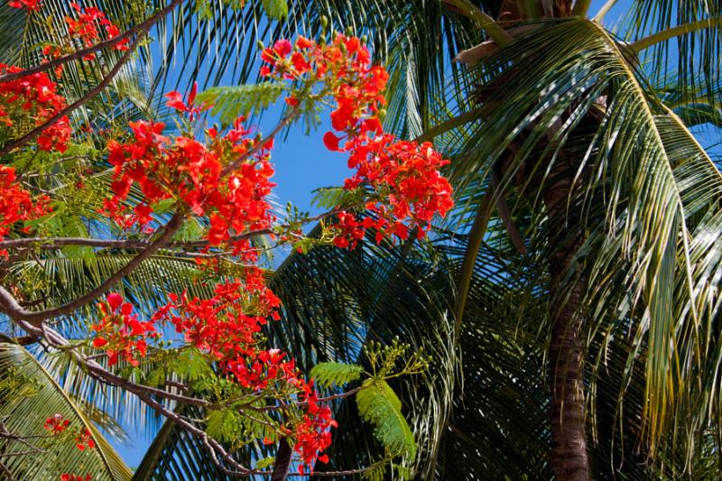 Caesalpinia pulcherrima