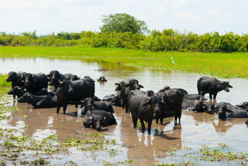 Bufalos en el Rio San Jorge, Cordoba, Monteria, Co...