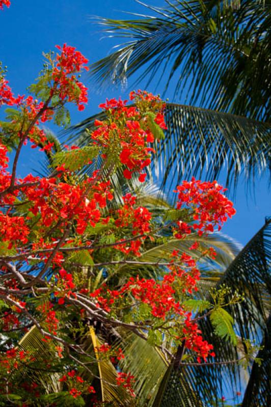 Caesalpinia pulcherrima