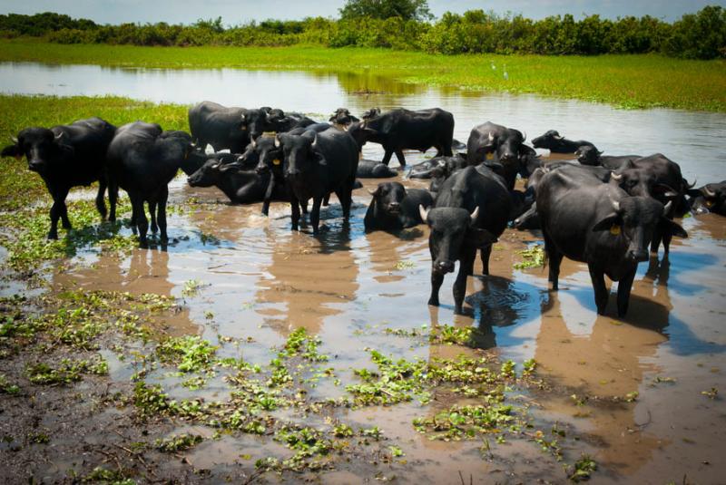 Bufalos en el Rio San Jorge, Cordoba, Monteria, Co...