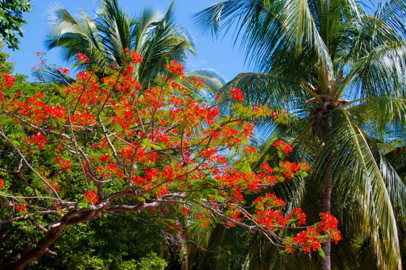 Caesalpinia pulcherrima