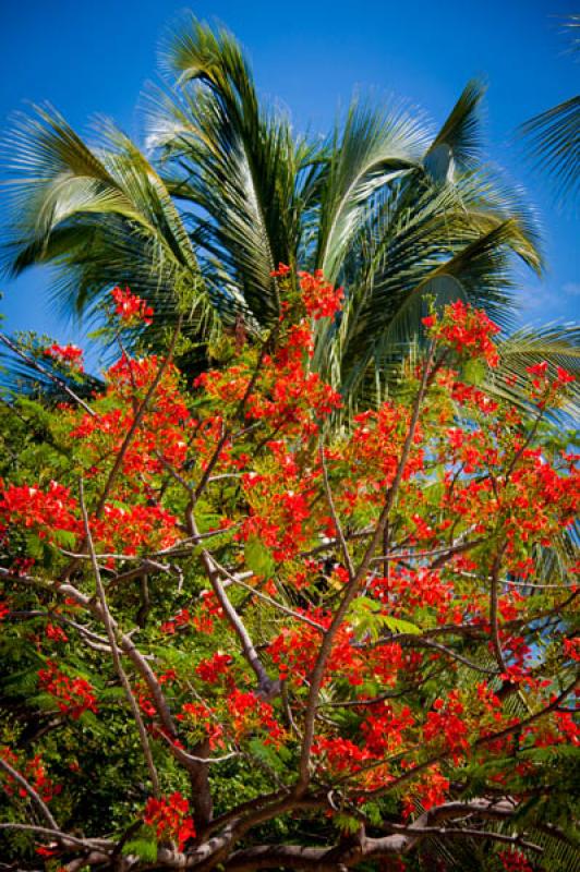 Caesalpinia pulcherrima