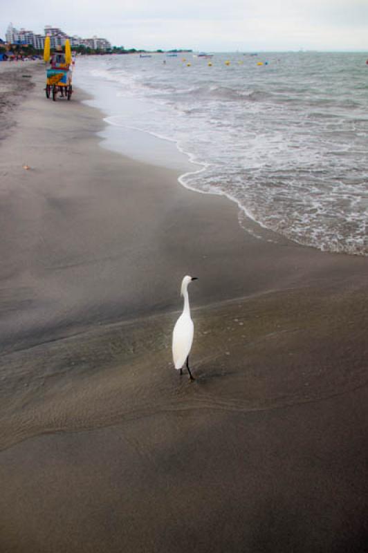 El Rodadero, Santa Marta, Magdalena, Colombia