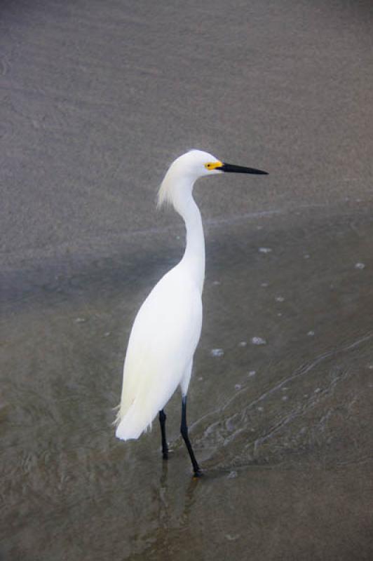 Egretta thula