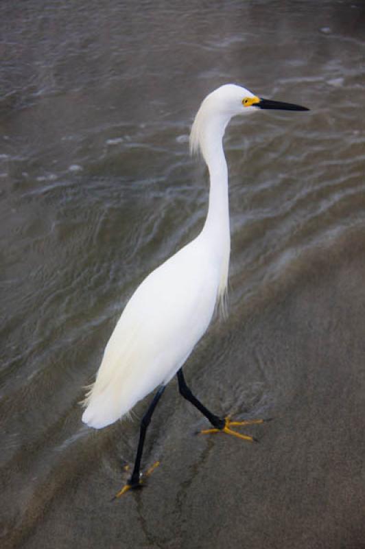 Egretta thula