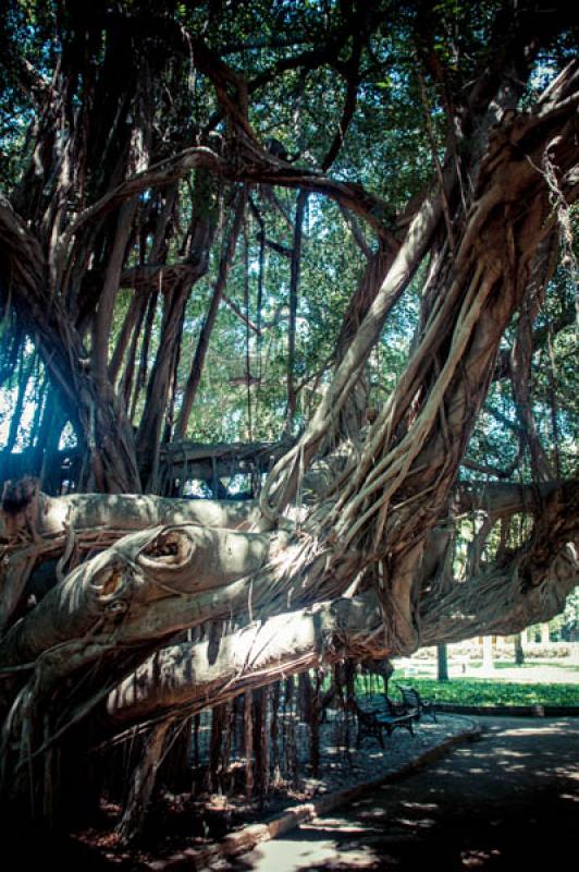 Jardin Botanico, Quinta de San Pedro Alejandrino, ...