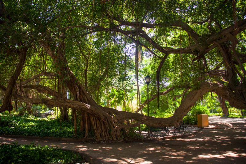 Jardin Botanico, Quinta de San Pedro Alejandrino, ...