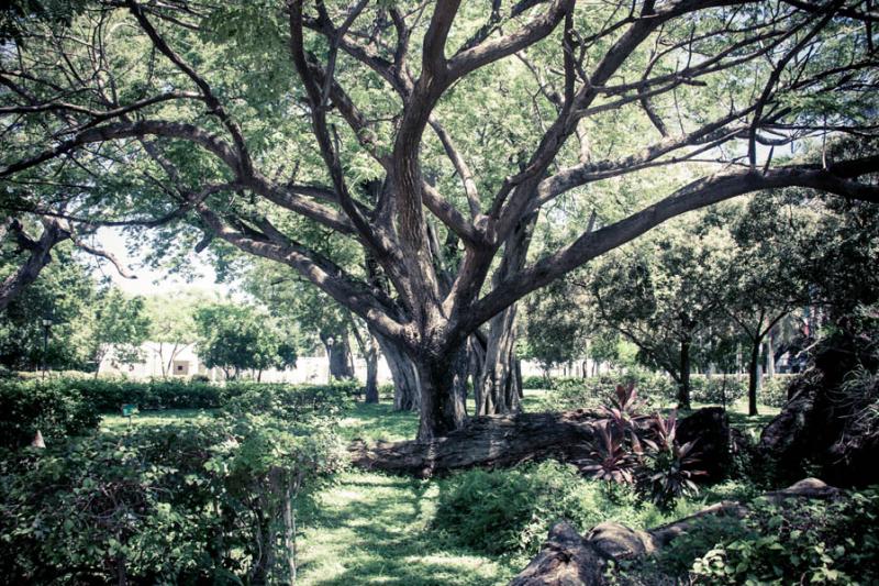 Jardin Botanico, Quinta de San Pedro Alejandrino, ...