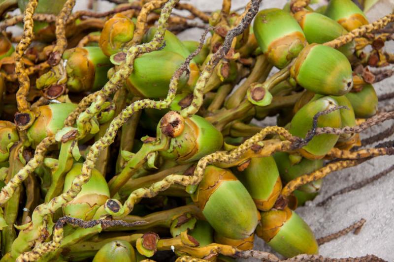 Fruto de Palmera