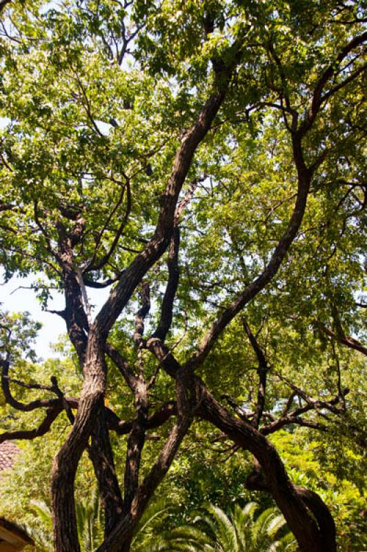 Jardin Botanico, Quinta de San Pedro Alejandrino, ...