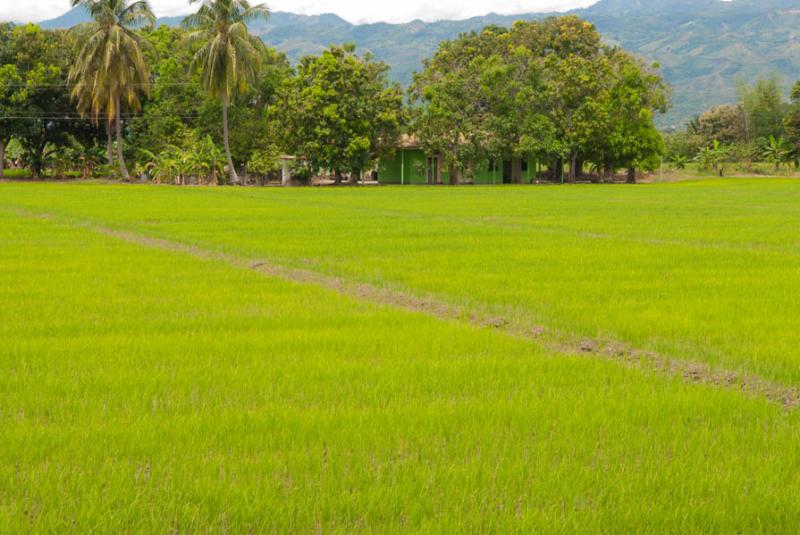 Cultivo de de Arroz, Ambalema, Tolima, Ibague, Col...