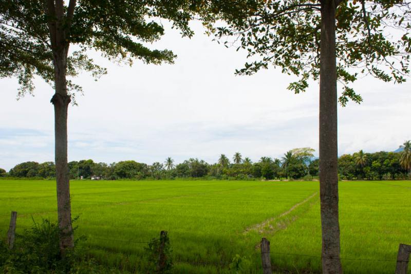 Cultivo de de Arroz, Ambalema, Tolima, Ibague, Col...