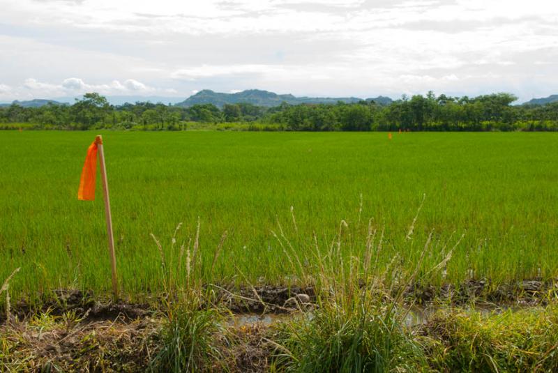 Cultivo de de Arroz, Armero, Tolima, Ibague, Colom...