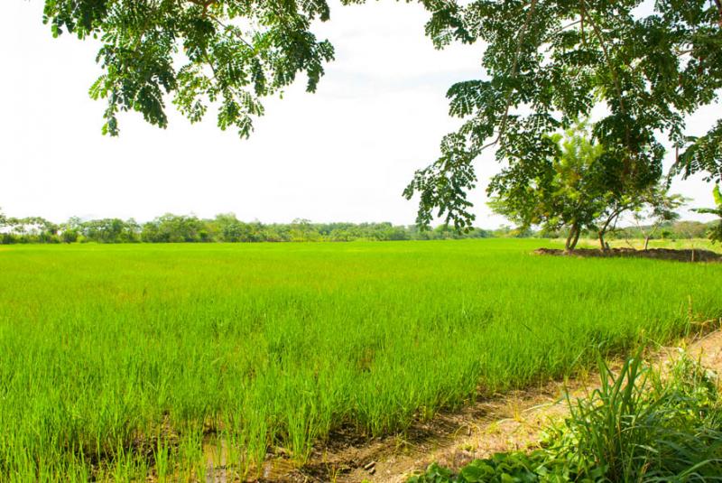 Cultivo de de Arroz, Armero, Tolima, Ibague, Colom...