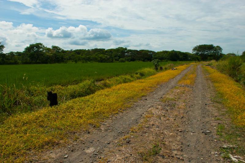 Cultivo de de Arroz, Armero, Tolima, Ibague, Colom...