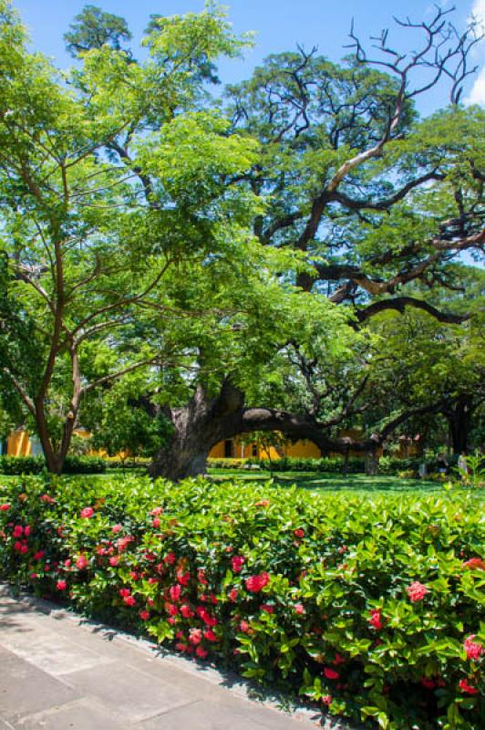 Jardin Botanico, Quinta de San Pedro Alejandrino, ...