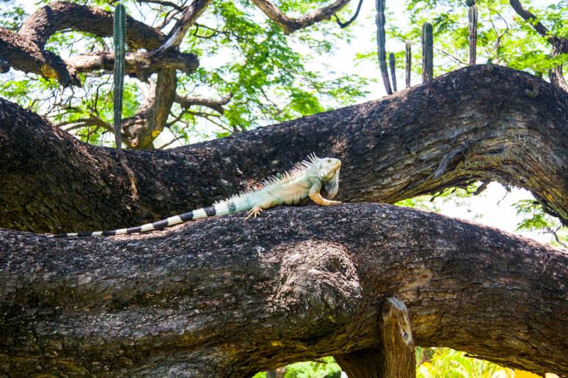 Jardin Botanico, Quinta de San Pedro Alejandrino, ...