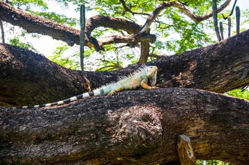 Jardin Botanico, Quinta de San Pedro Alejandrino, ...