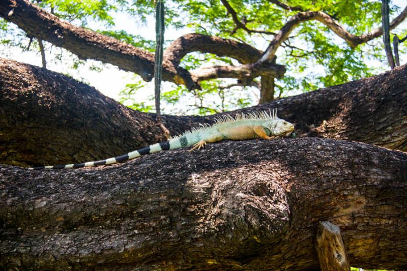 Jardin Botanico, Quinta de San Pedro Alejandrino, ...