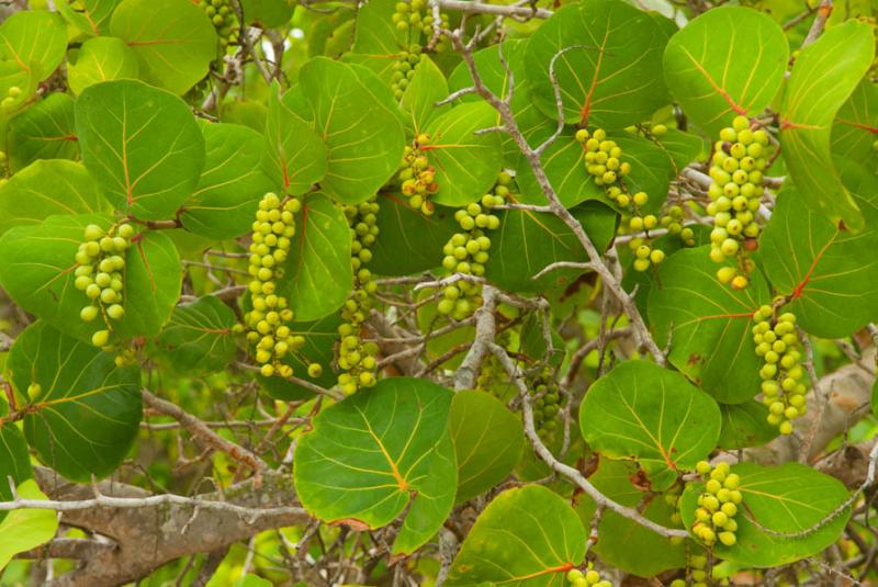 Coccoloba uvifera