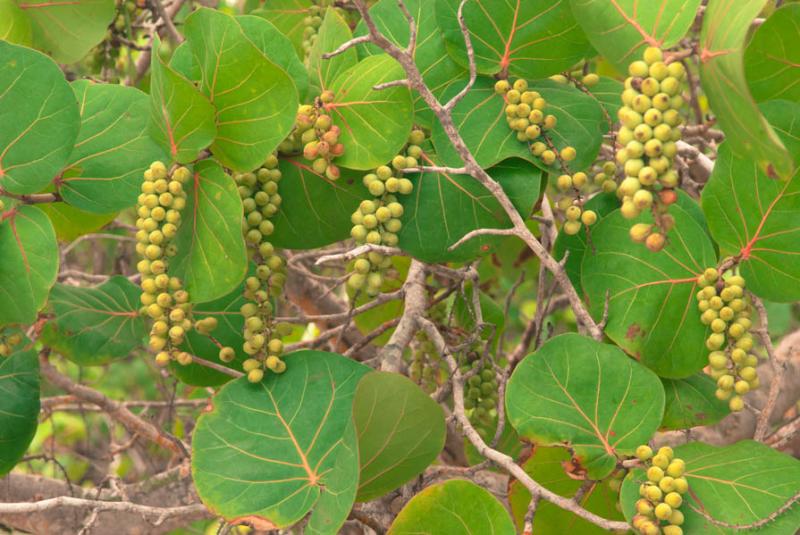 Coccoloba uvifera