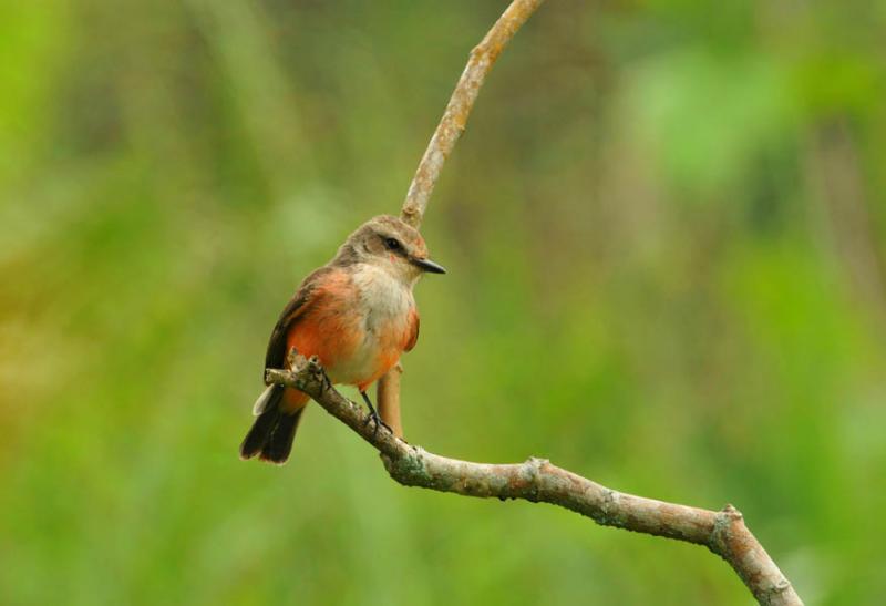 Pyrocephalus rubinus