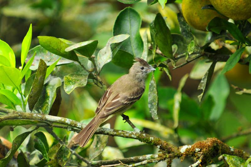 Elaenia flavogaster