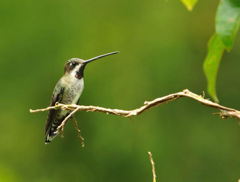 Heliomaster longirostris