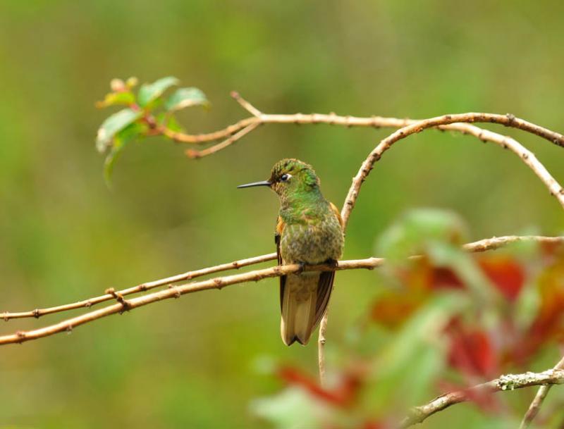 Boissonneaua flavescens