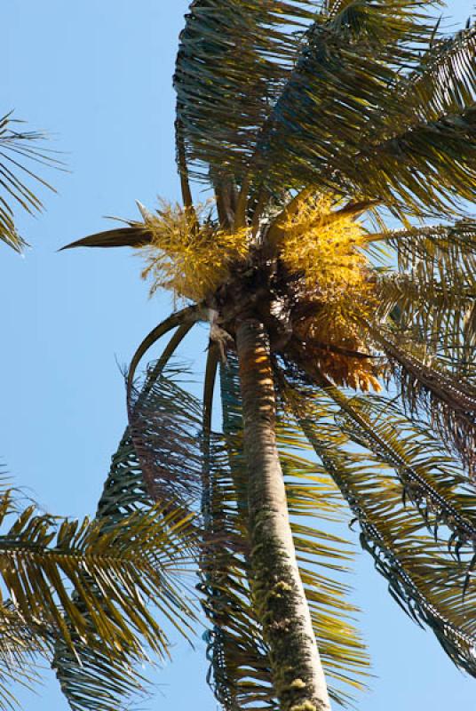 Ceroxylon quindiuense, Valle del Cocora, Salento, ...