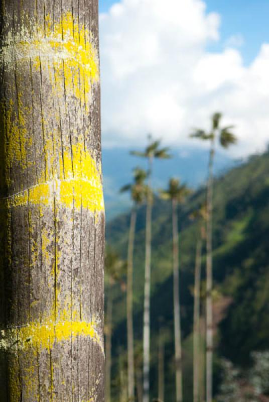 Ceroxylon quindiuense, Valle del Cocora, Salento, ...